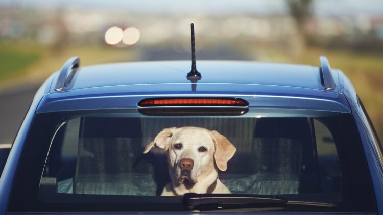 Le transport d'animaux en voiture – Code en Poche